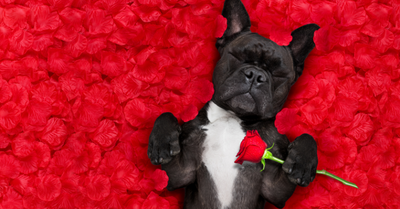 Dog in bed of roses